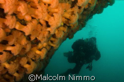 A nice plumose wall - Isles of Scilly - D70s; 12-24mm len... by Malcolm Nimmo 